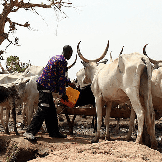 Man with cattle