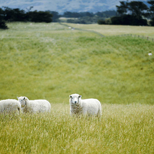 Sheep in field