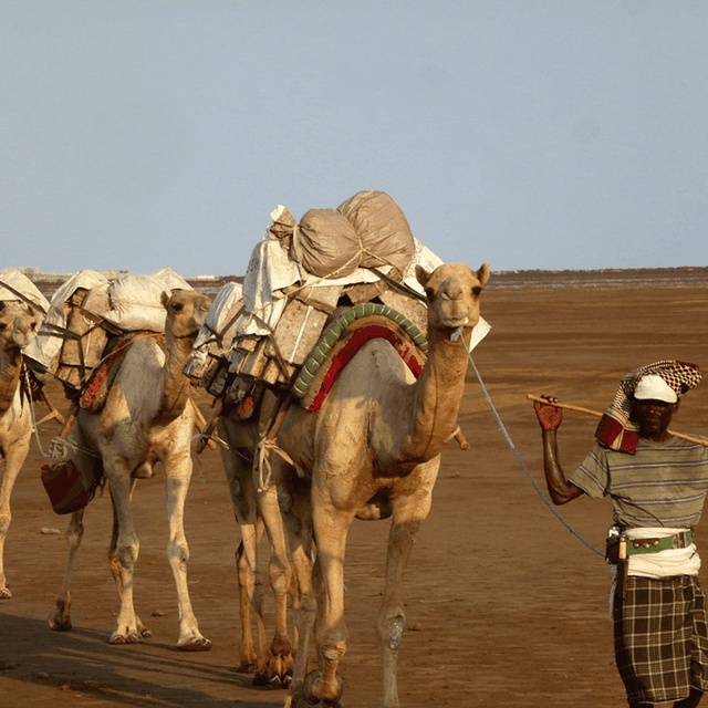 Man with camels