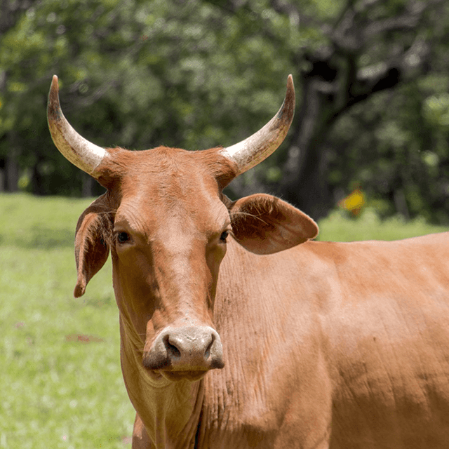 Brown cattle