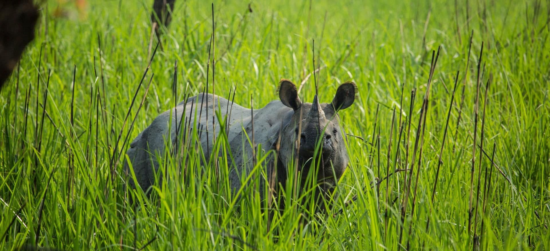 Partnerships to protect threatened animal species in the lowland Terai of Nepal