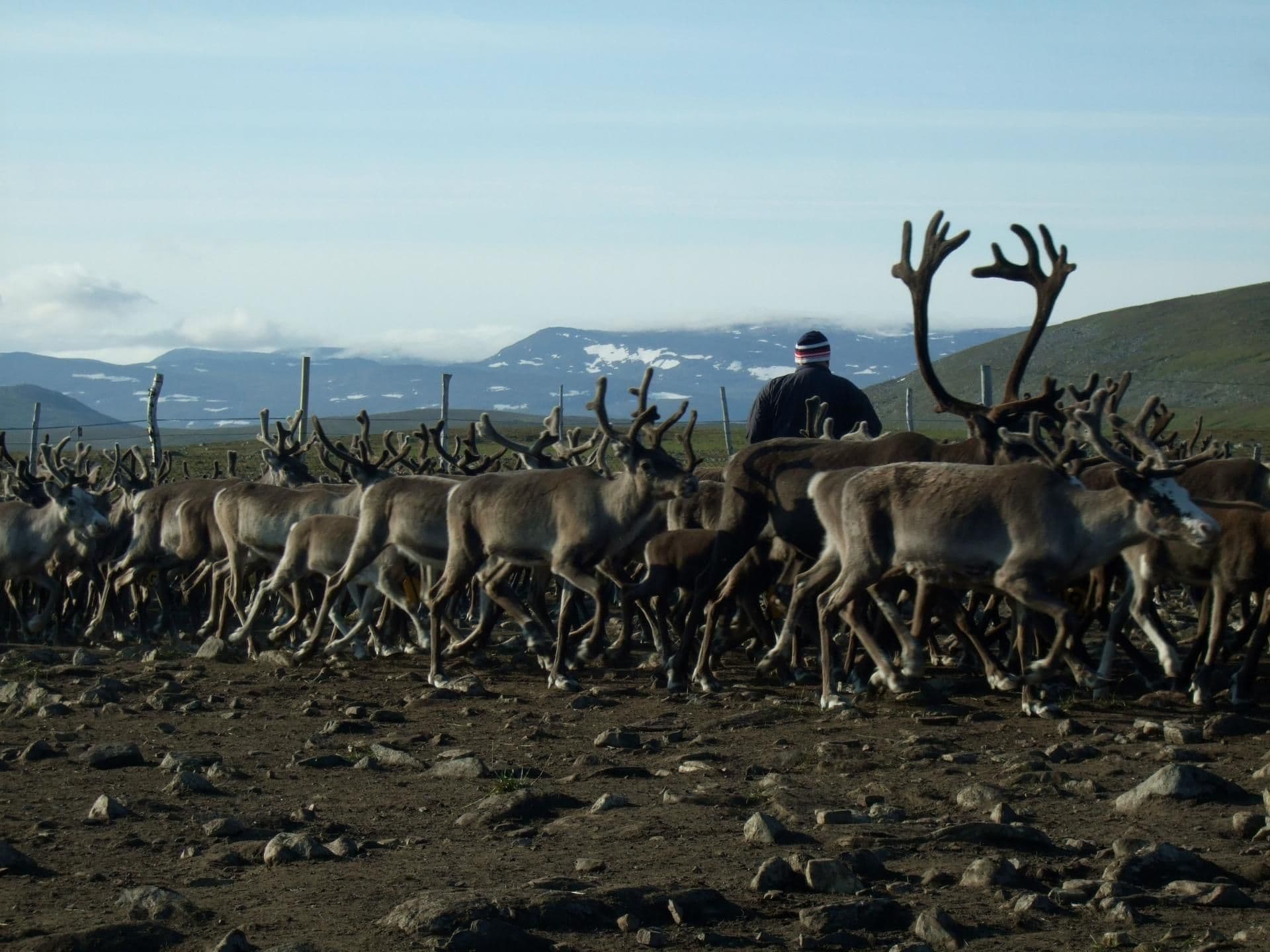 Indigenous peoples right vs. nature conservation? Pastoralism within the Reisa national park