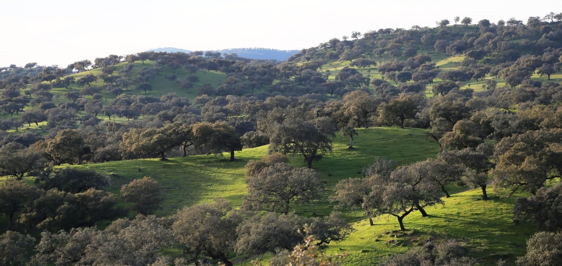 An agrosilvopastoral system in southern Spain – the case of the “dehesa”