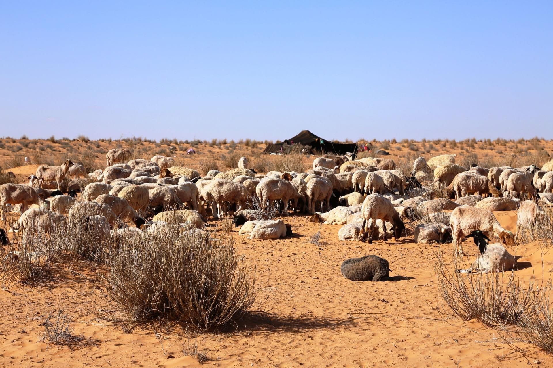 Combining improvements in the livestock production system with rangeland management and rehabilitation: the case of Medenine in Tunisia