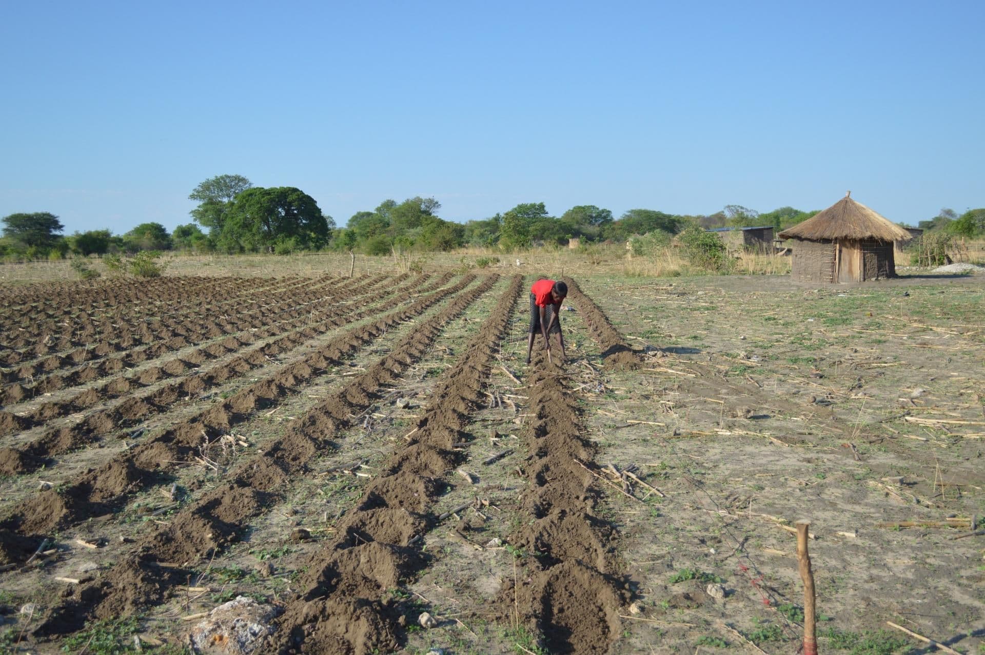 Supporting conservation agriculture to improve soil organic carbon in the Silowana complex, Zambia