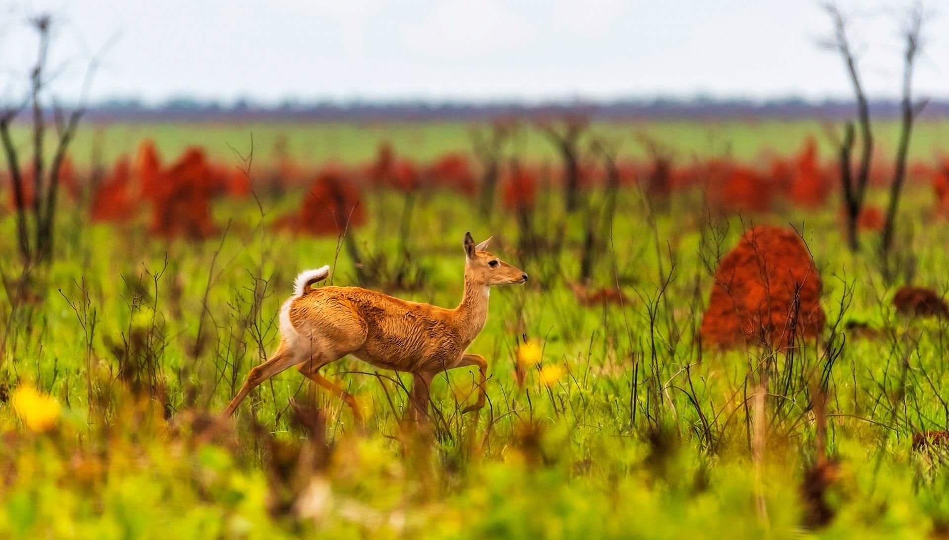 Contributing to land degradation neutrality (LDN) in the Brazillian cerrado